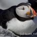puffin_atlantic_msi_h_1876_can1498.jpg